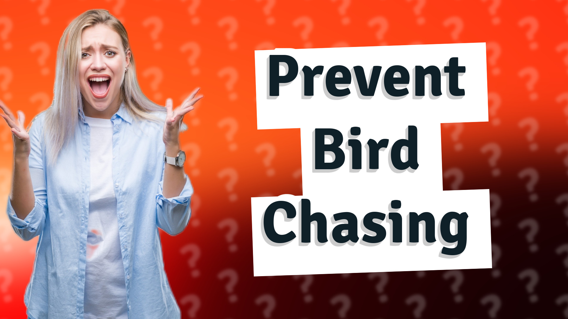 Prevent Bird Chasing