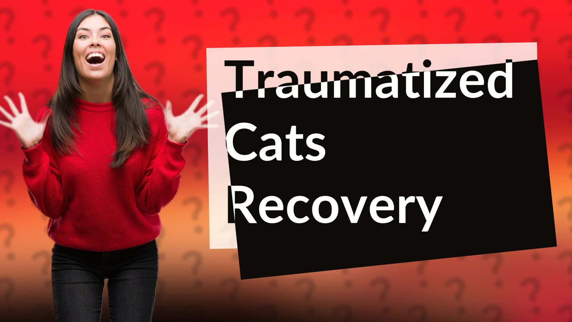Traumatized Cats Recovery