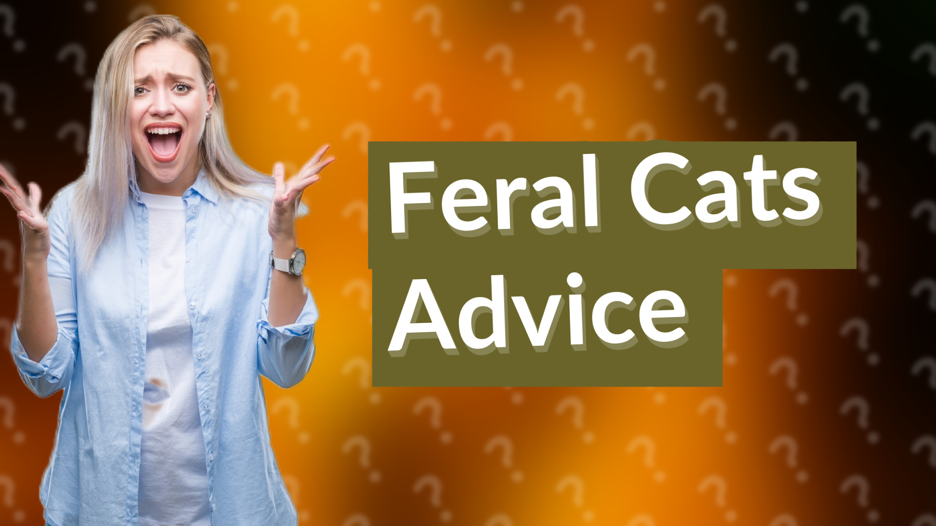Feral Cats Advice