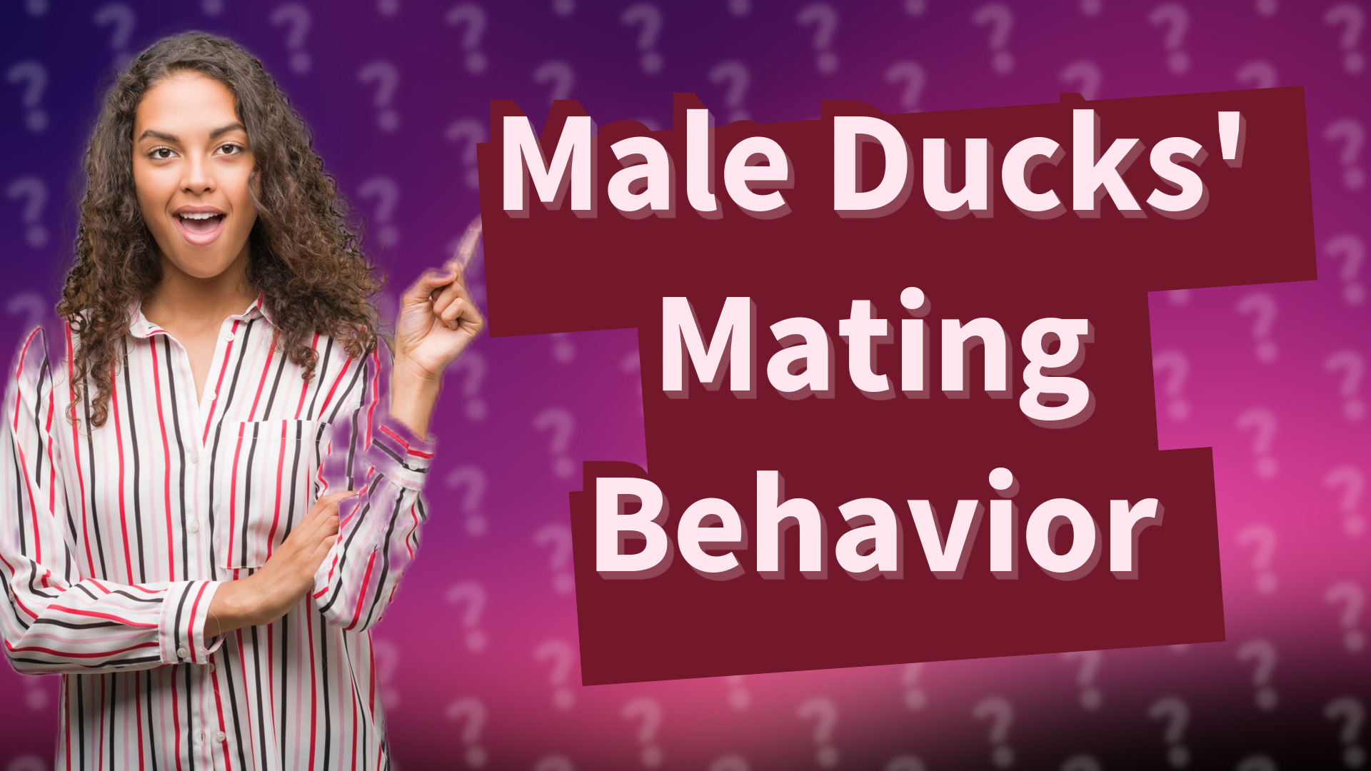 Male Ducks' Mating Behavior