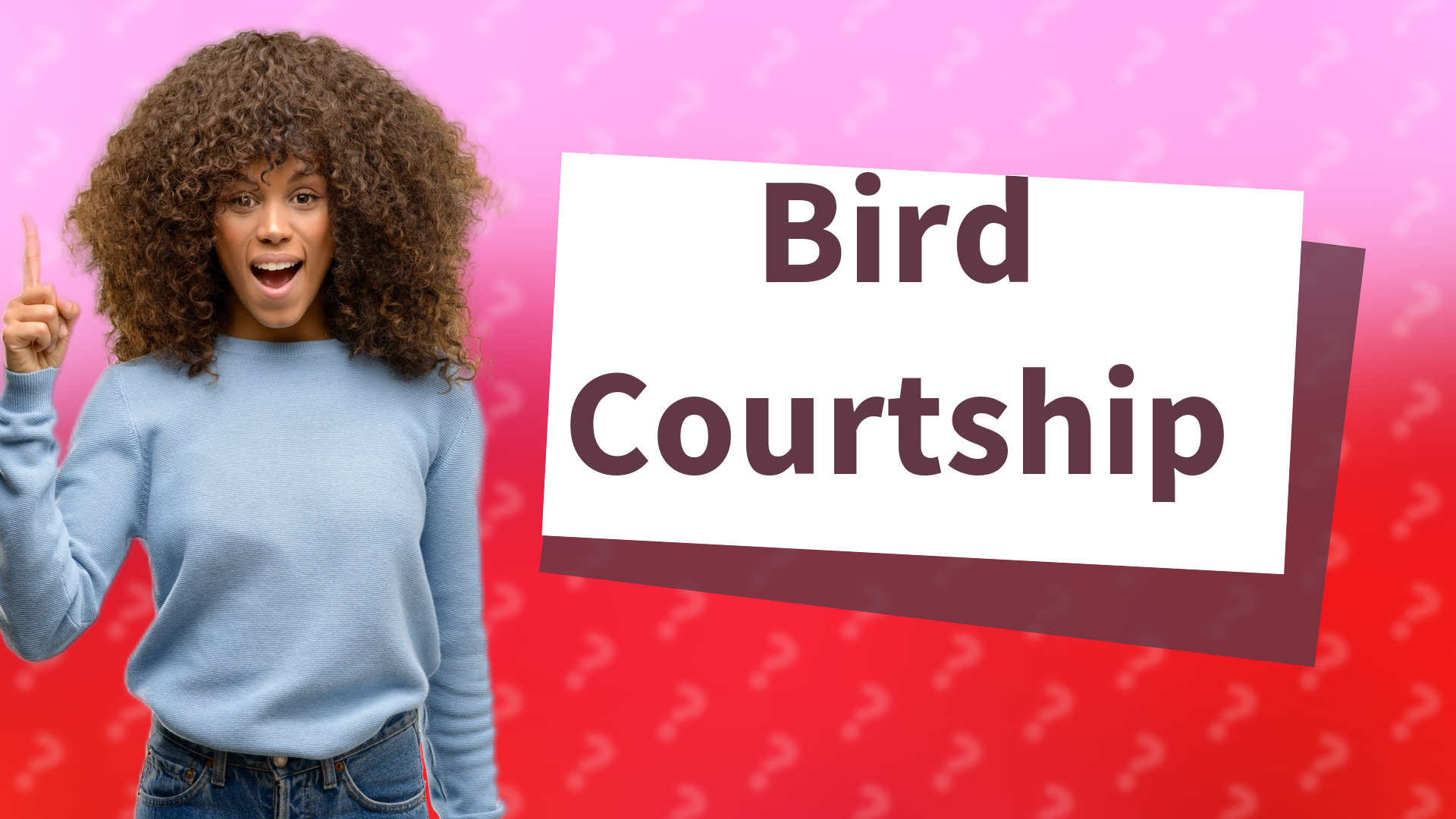 Bird Courtship