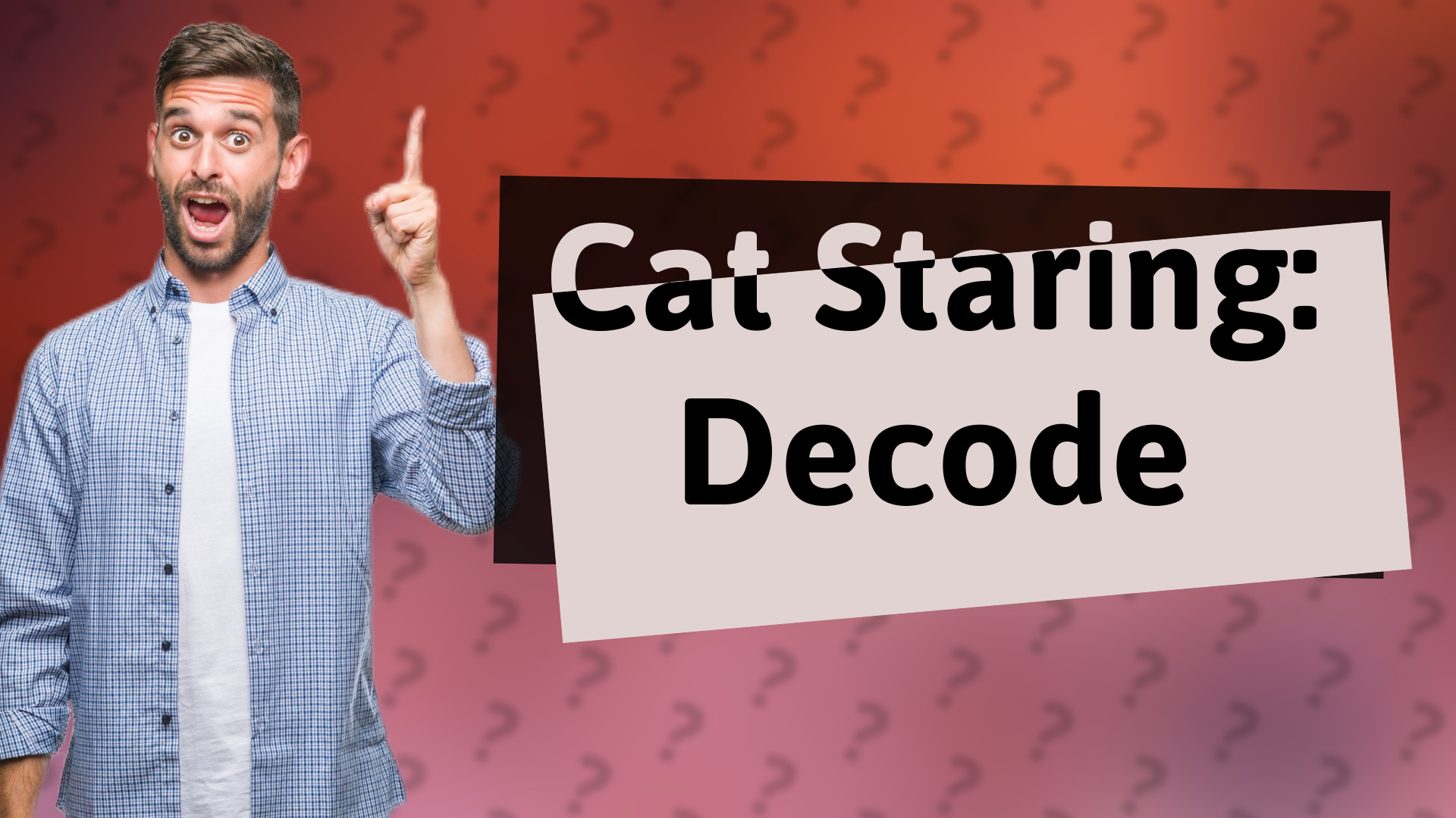 Cat Staring: Decode
