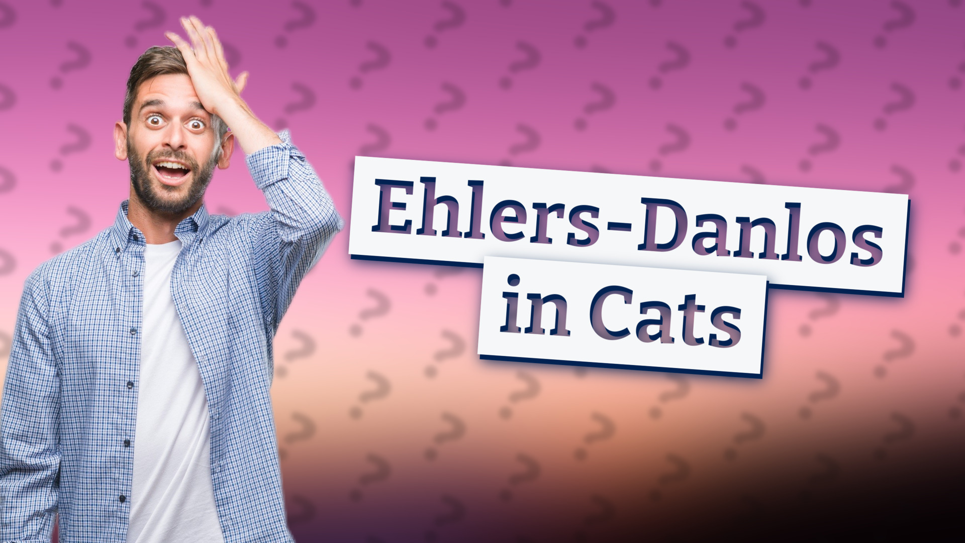Ehlers-Danlos in Cats