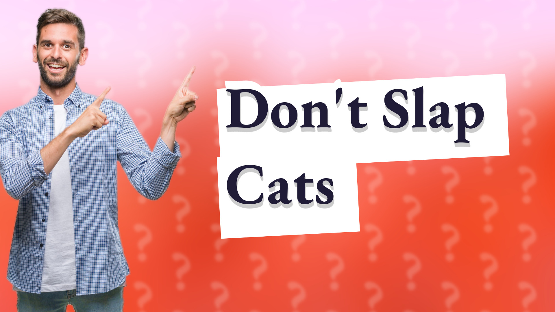 Don't Slap Cats