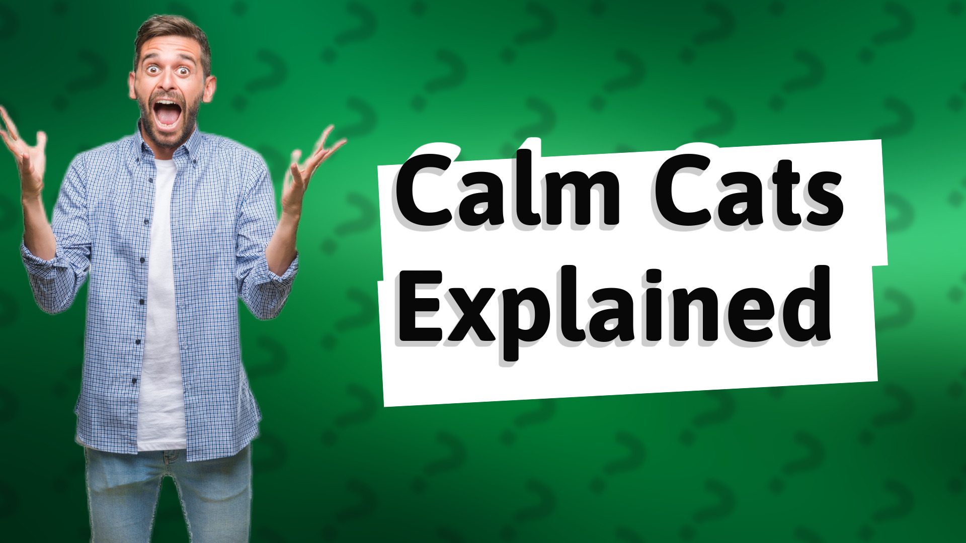 Calm Cats Explained