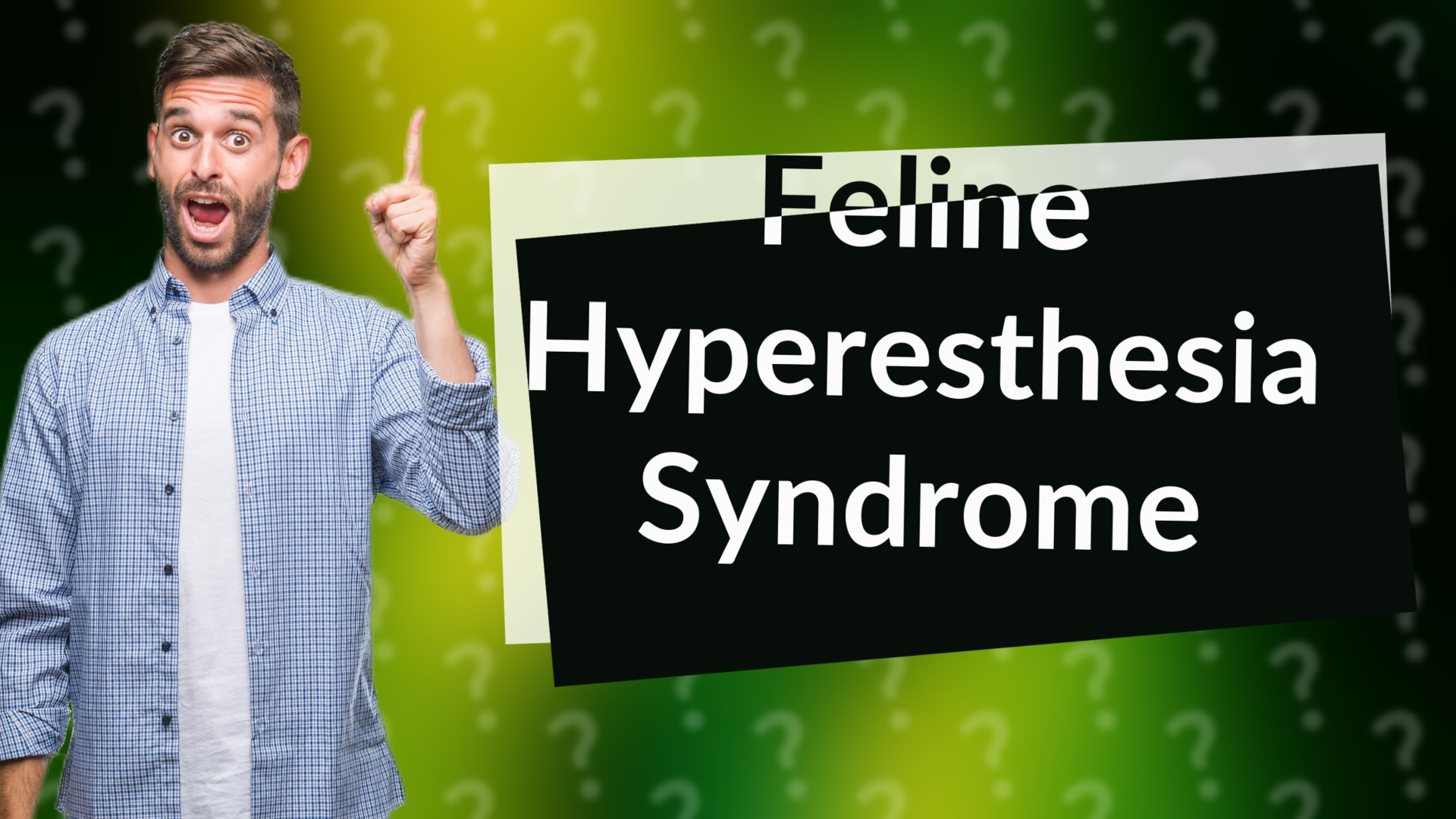 Feline Hyperesthesia Syndrome
