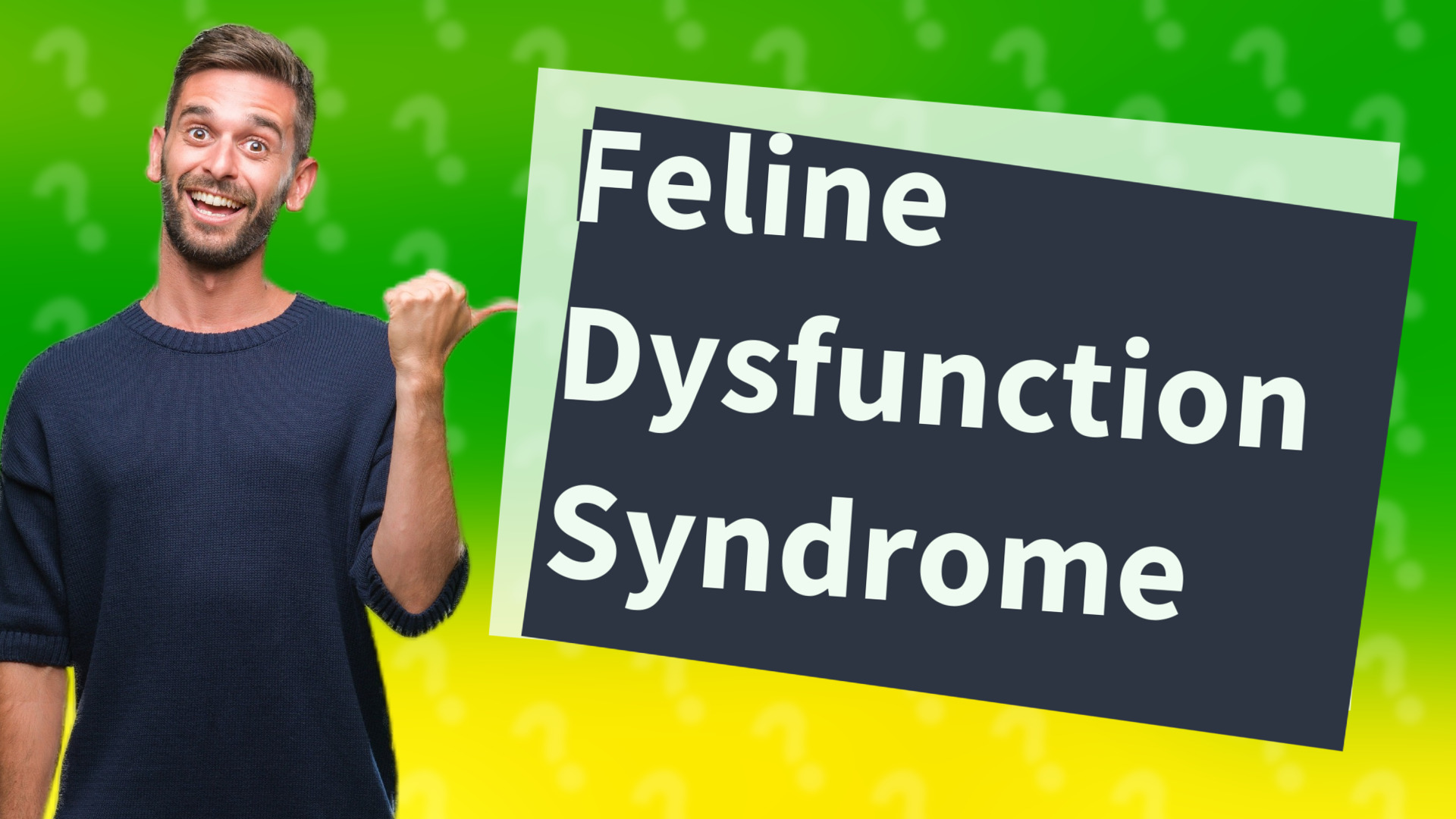 Feline Dysfunction Syndrome