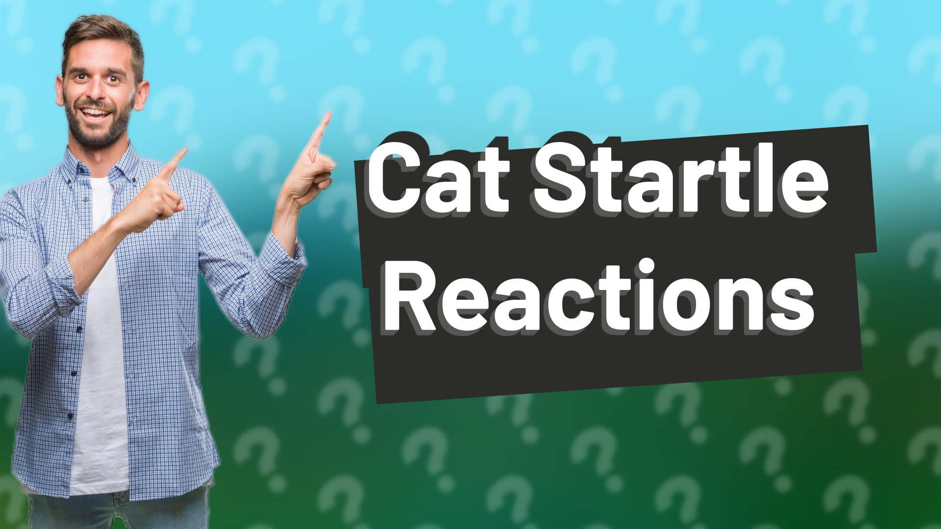 Cat Startle Reactions