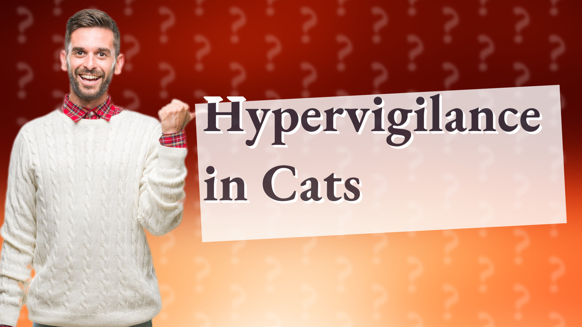Hypervigilance in Cats