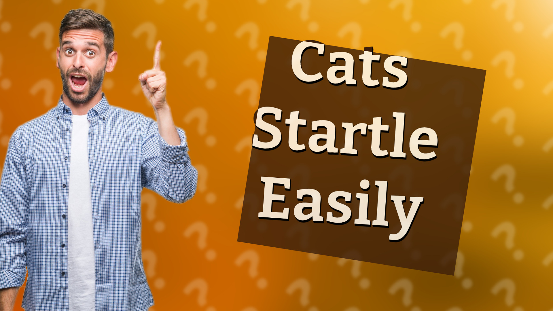 Cats Startle Easily