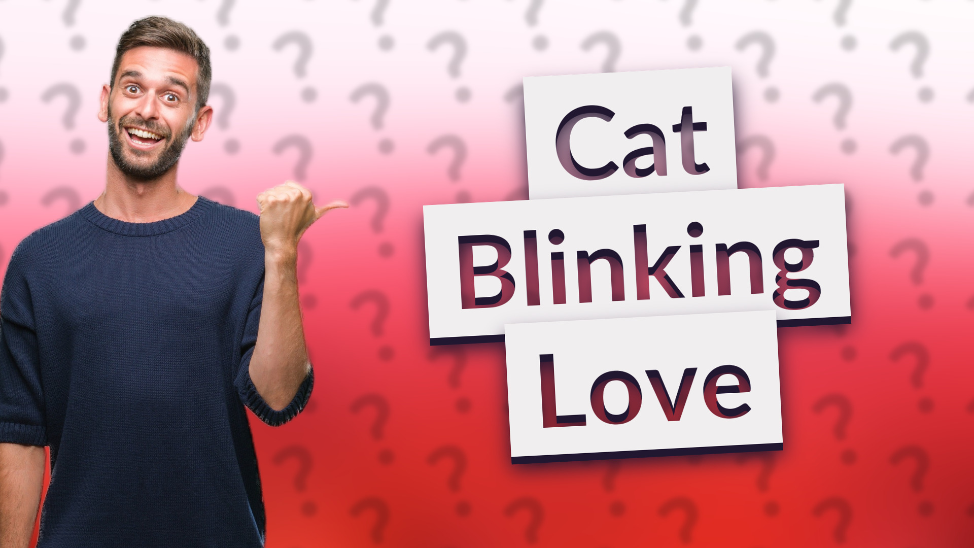 Cat Blinking Love