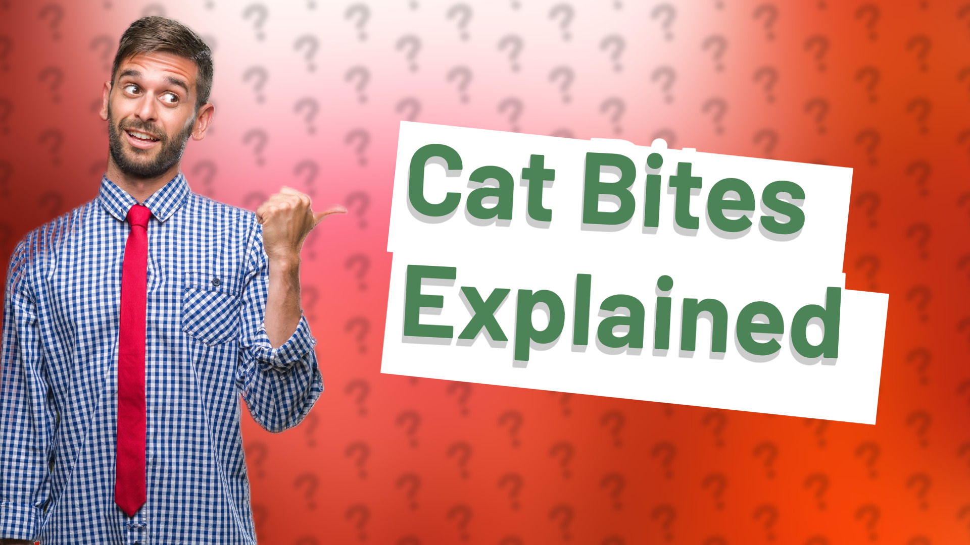 Cat Bites Explained