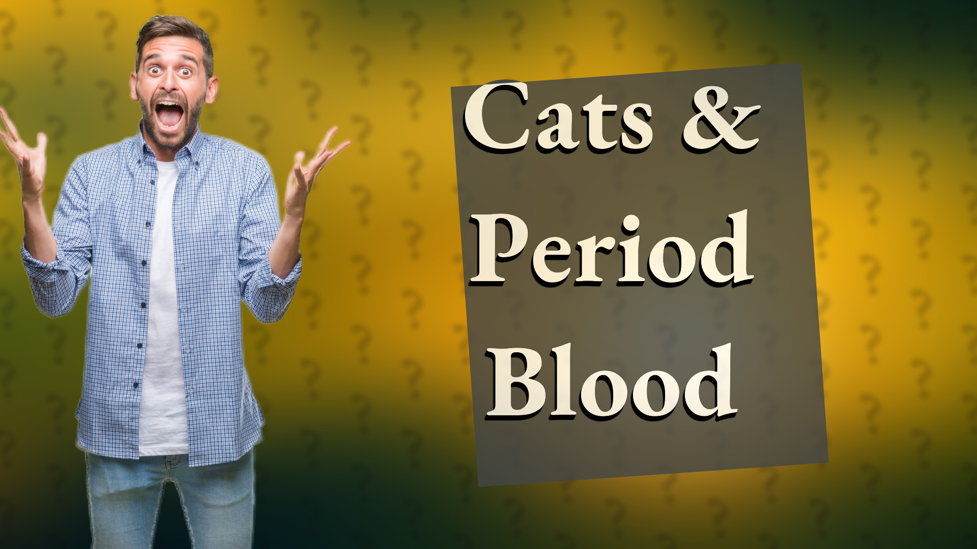Cats & Period Blood
