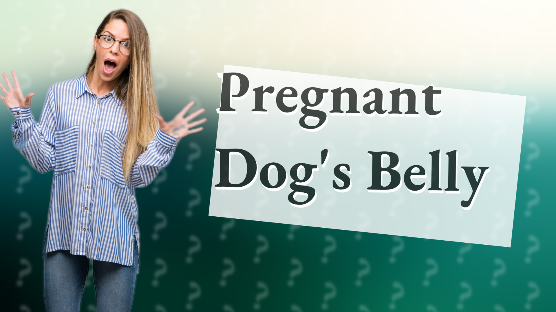 Pregnant Dog's Belly