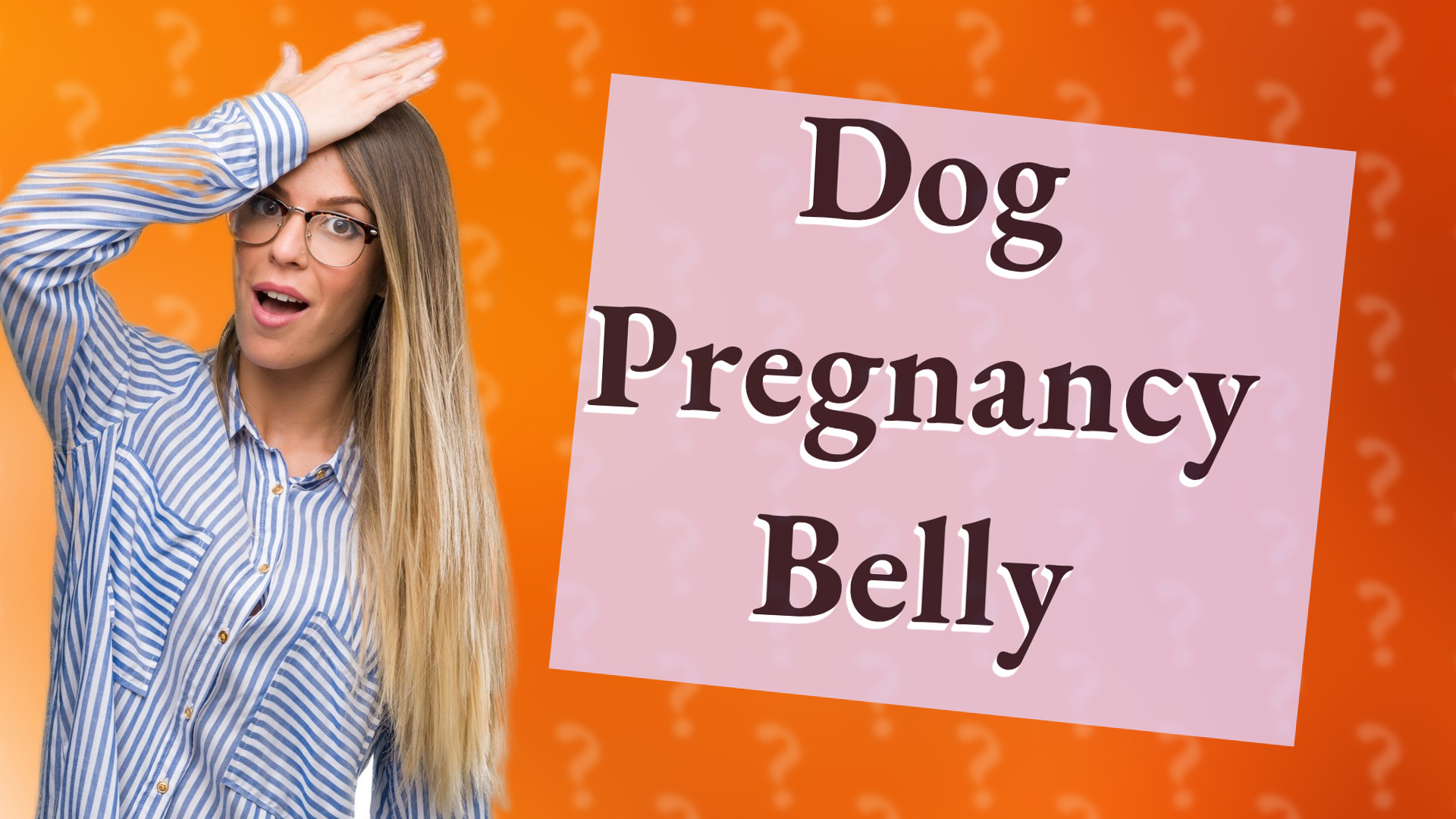 Dog Pregnancy Belly