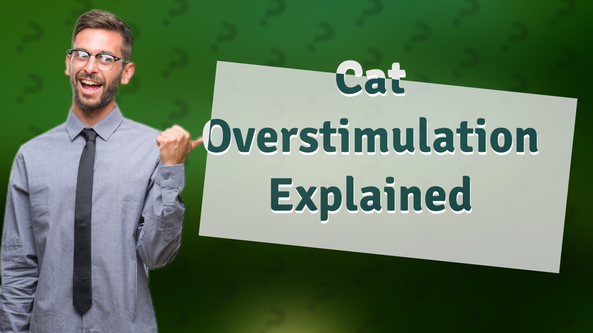 Cat Overstimulation Explained