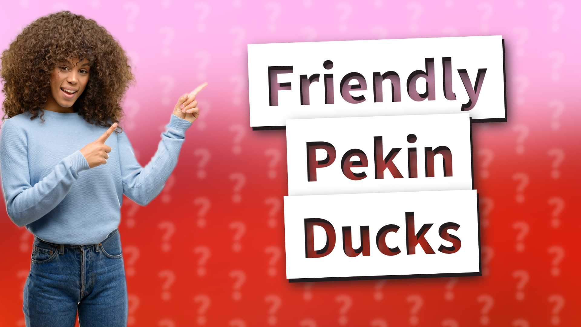 Friendly Pekin Ducks