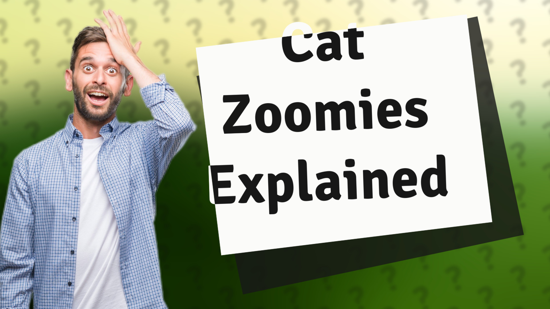 Cat Zoomies Explained