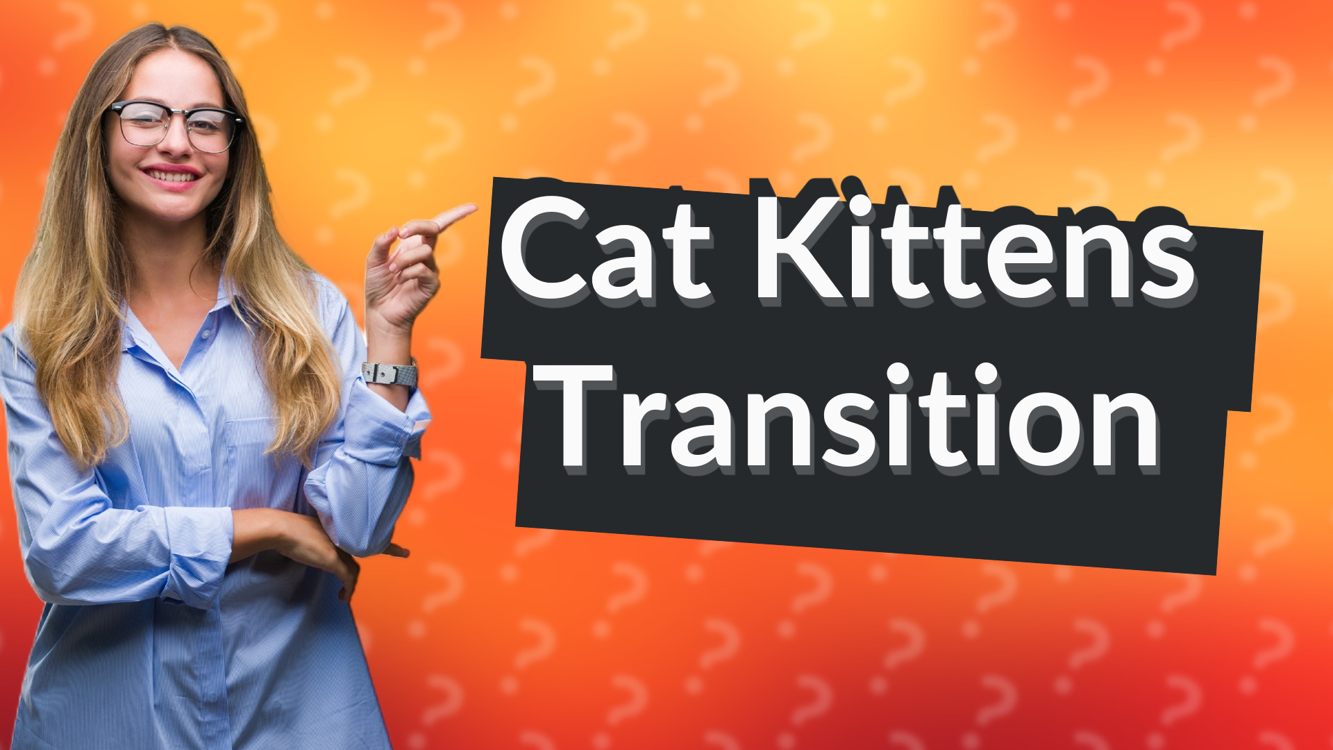 Cat Kittens Transition