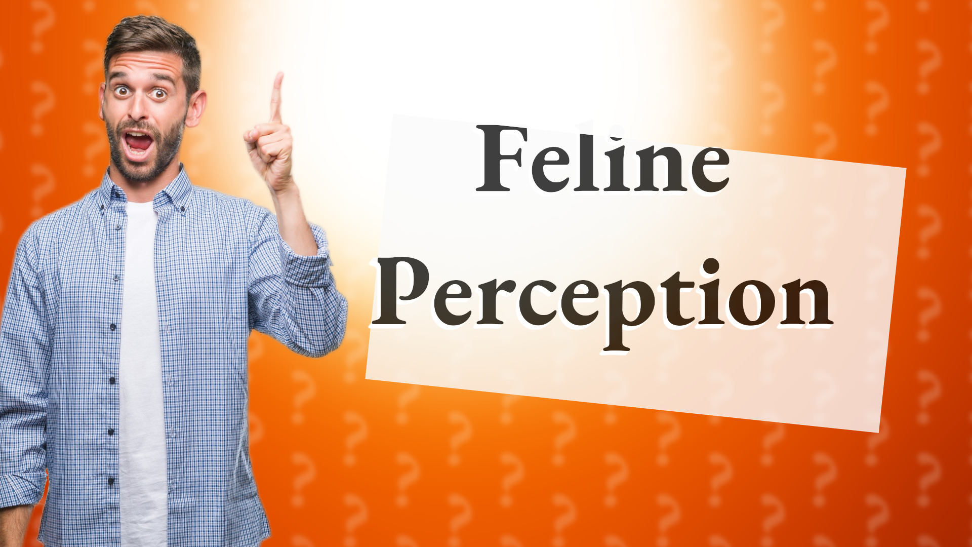 Feline Perception