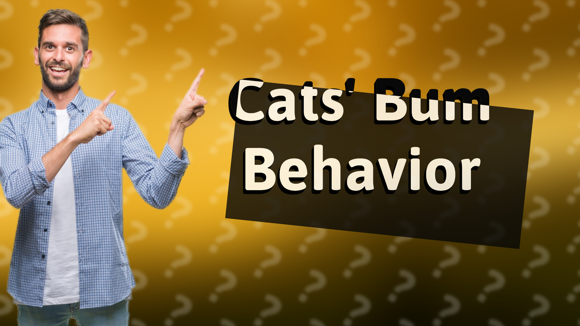Cats' Bum Behavior