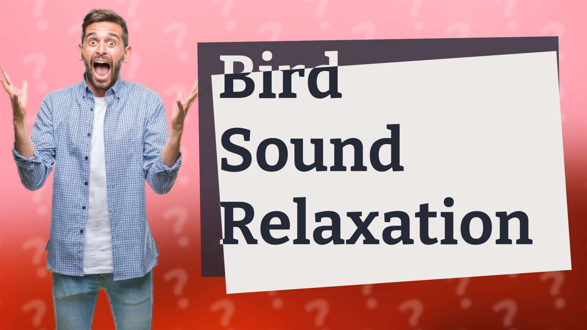 Bird Sound Relaxation