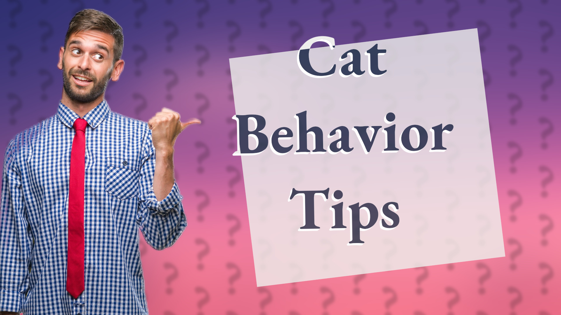Cat Behavior Tips