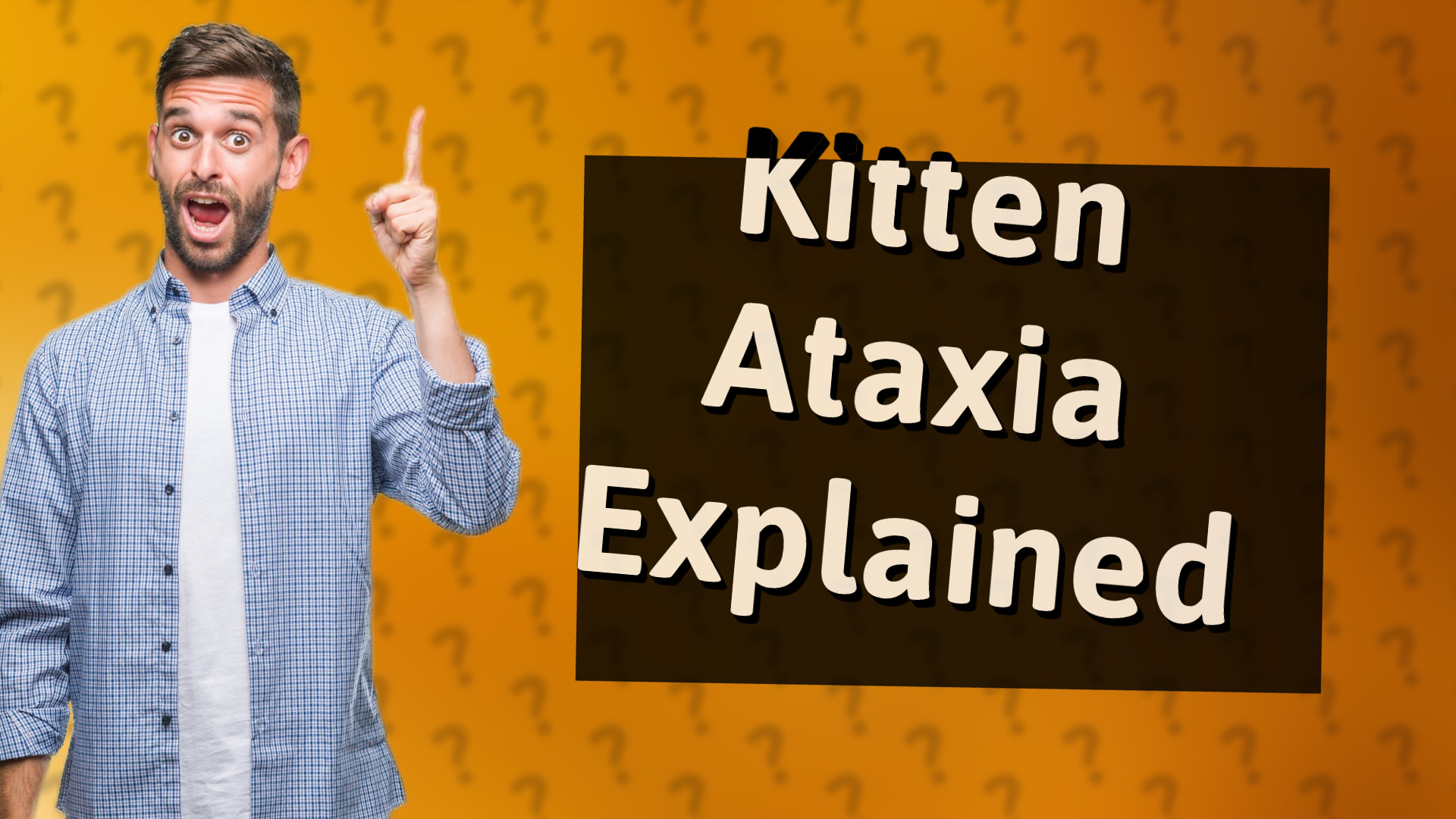 Kitten Ataxia Explained