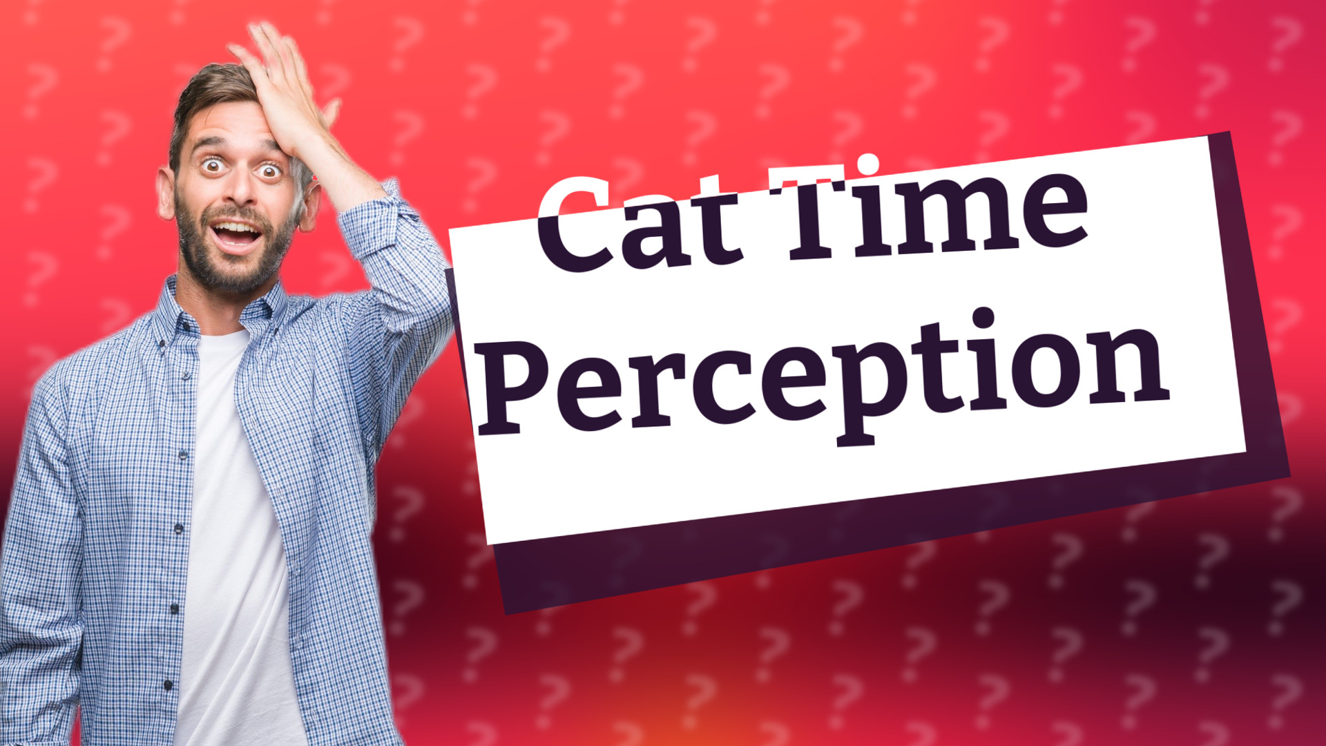 Cat Time Perception