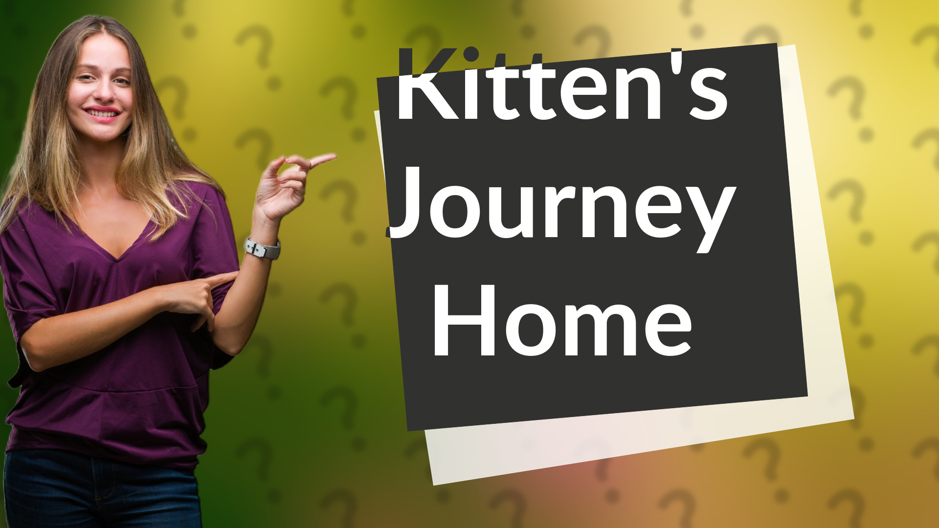 Kitten's Journey Home