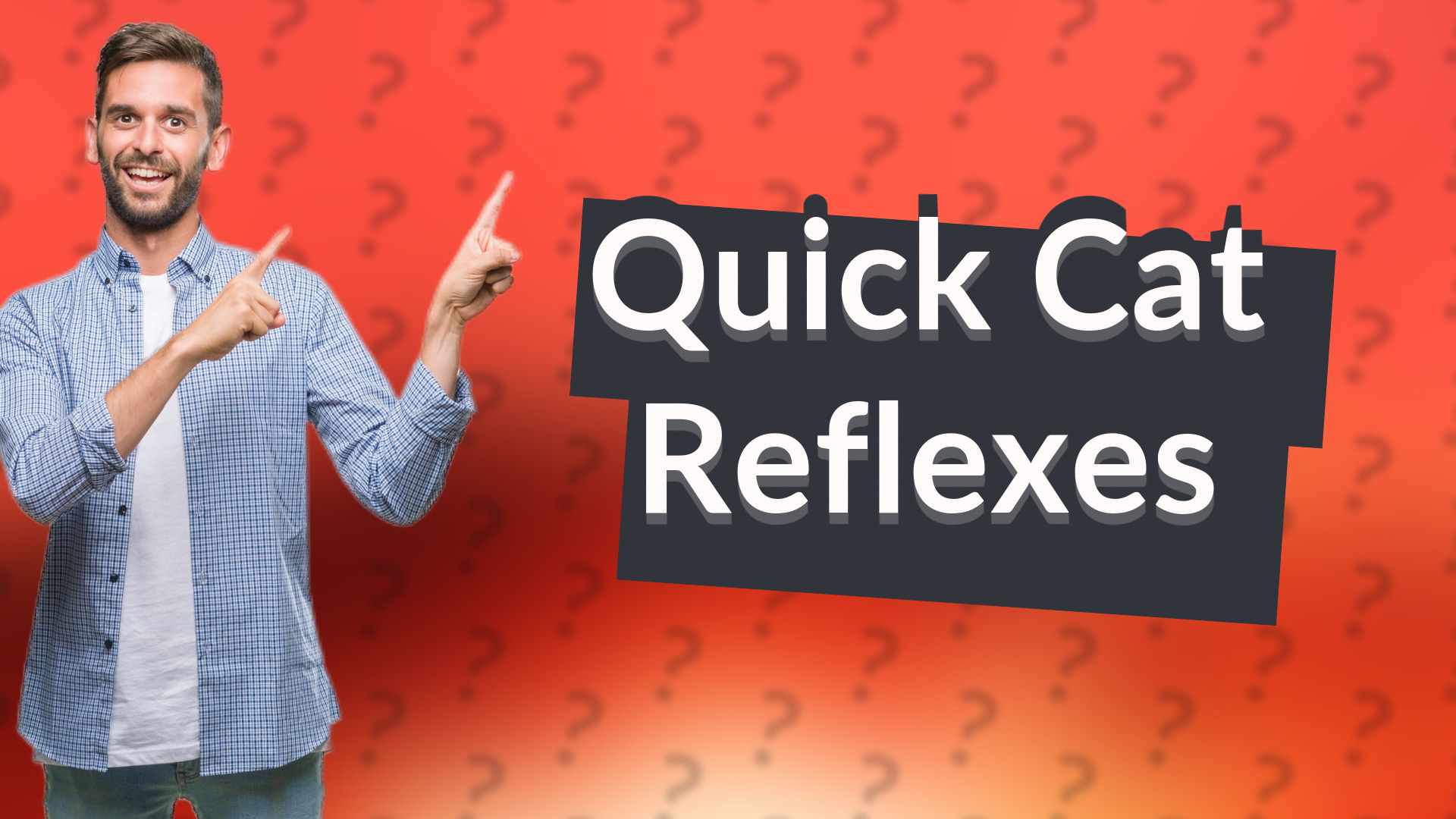 Quick Cat Reflexes