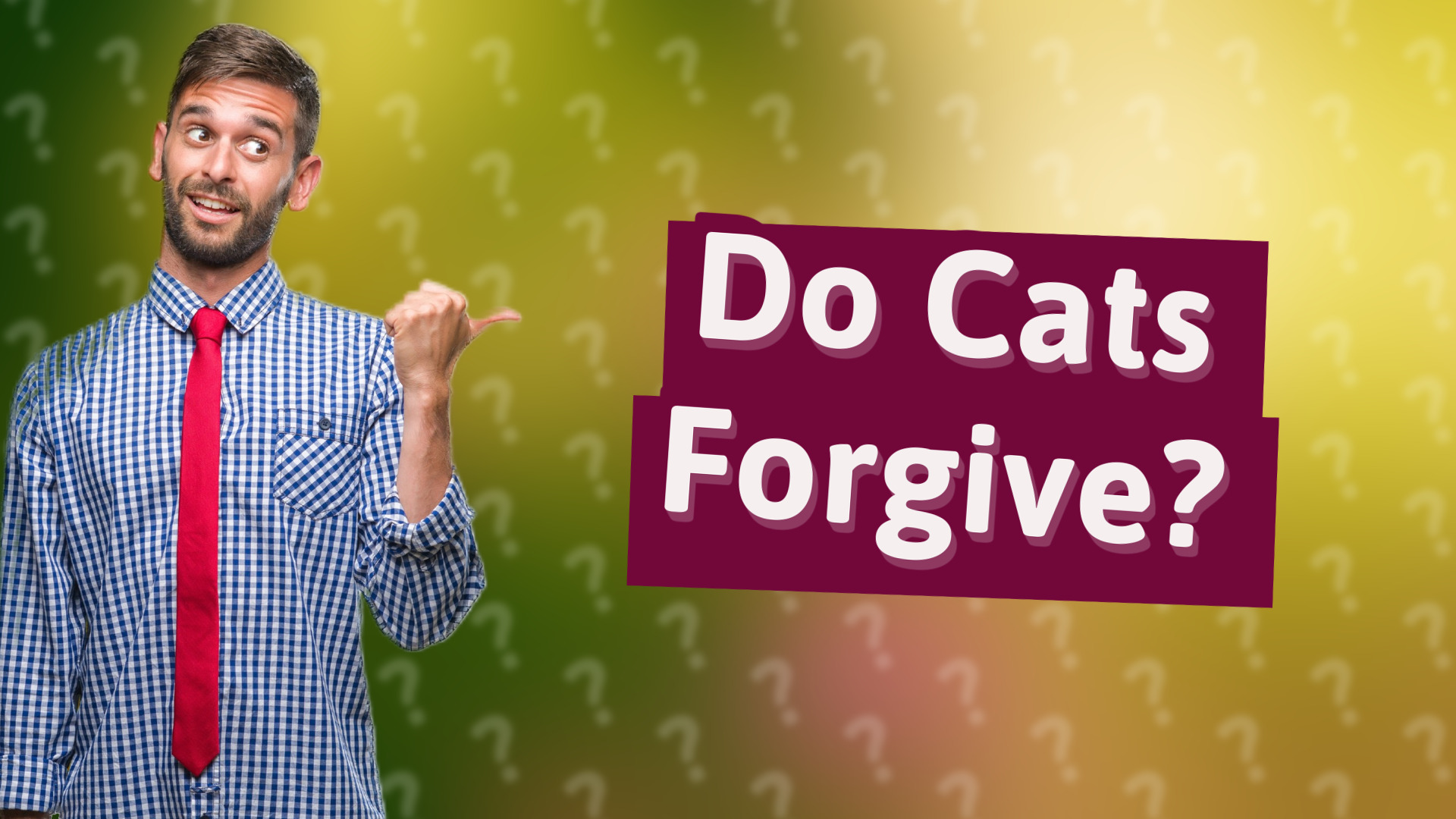 Do Cats Forgive?