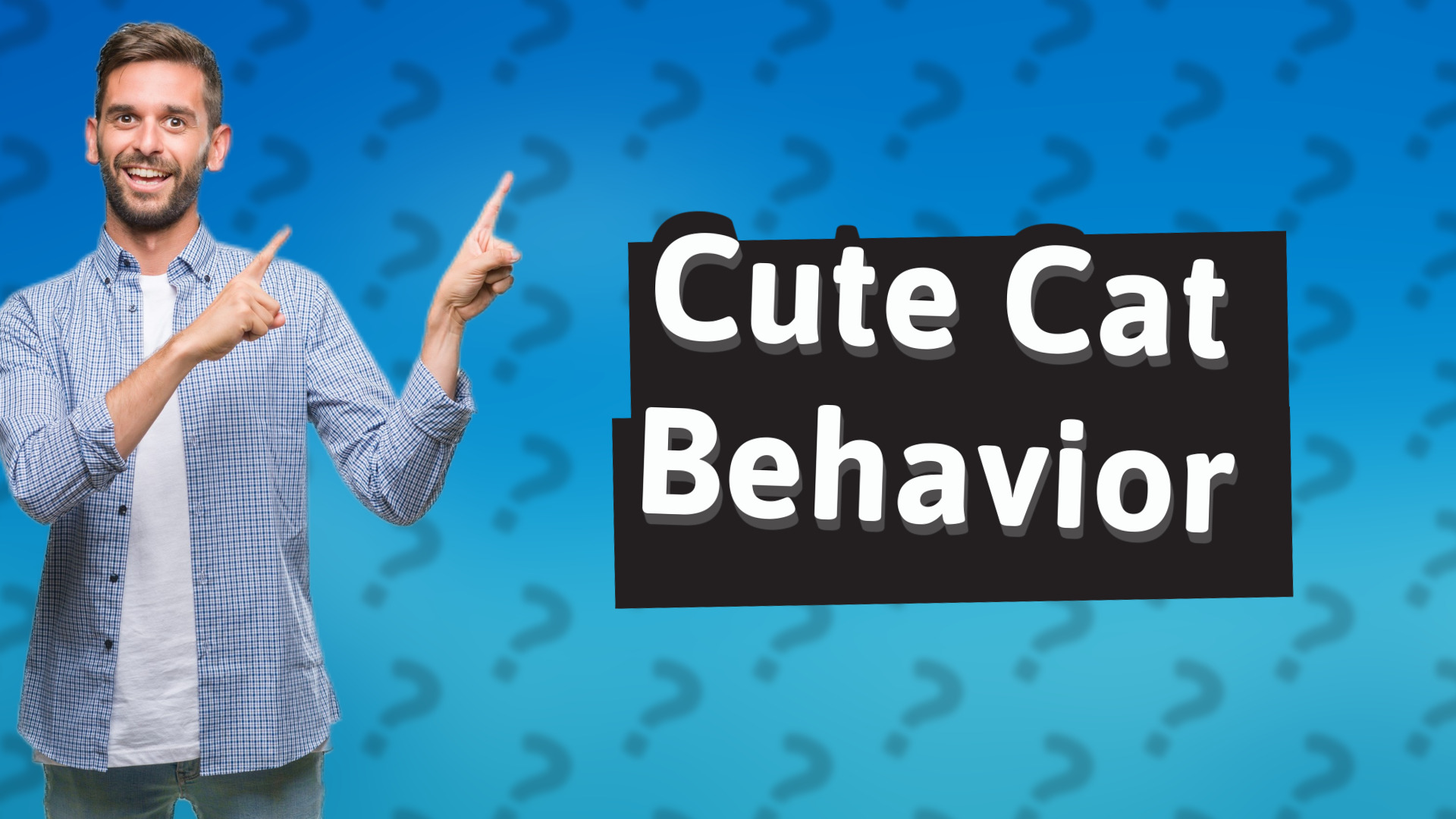 Cute Cat Behavior