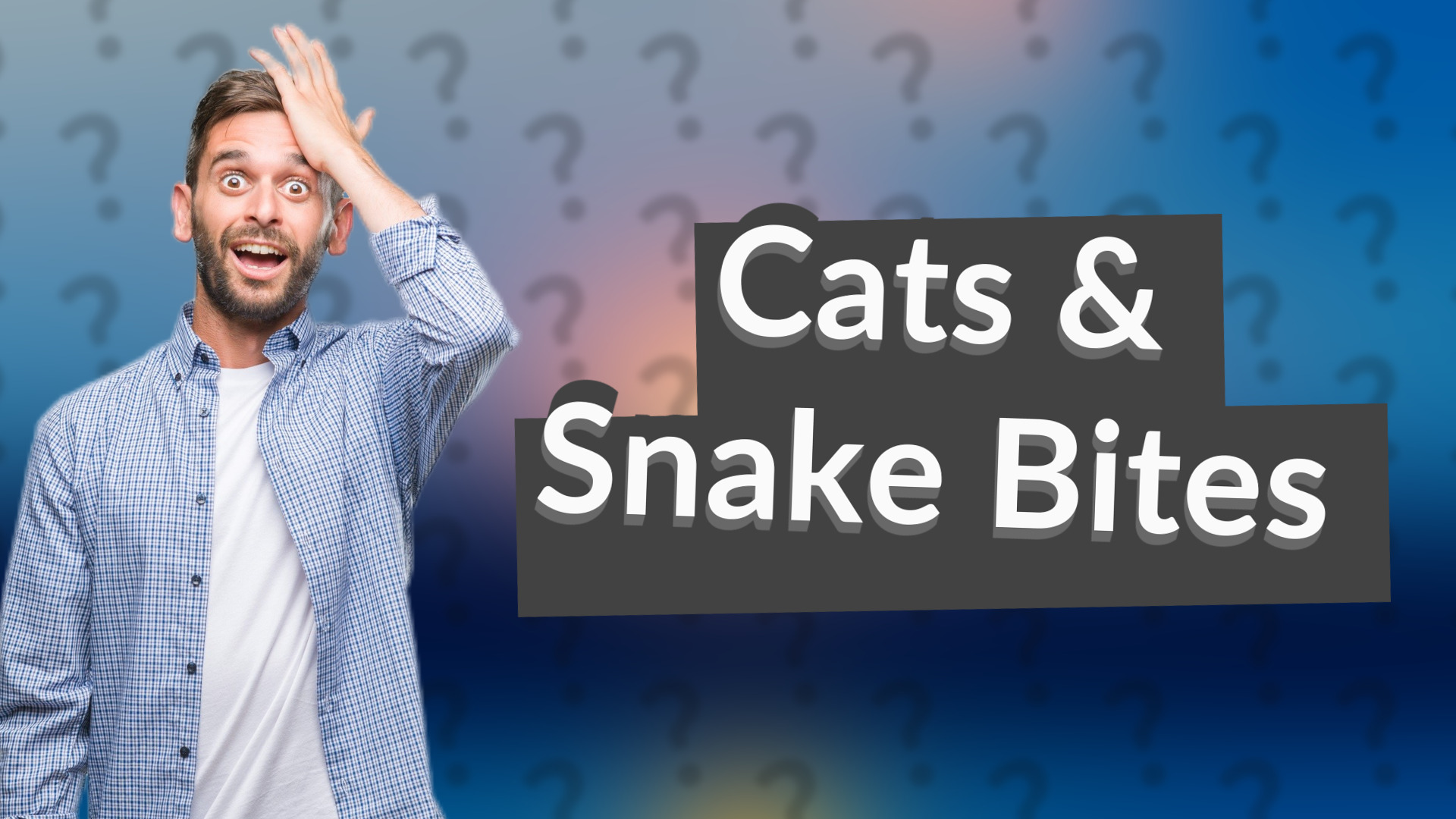 Cats & Snake Bites