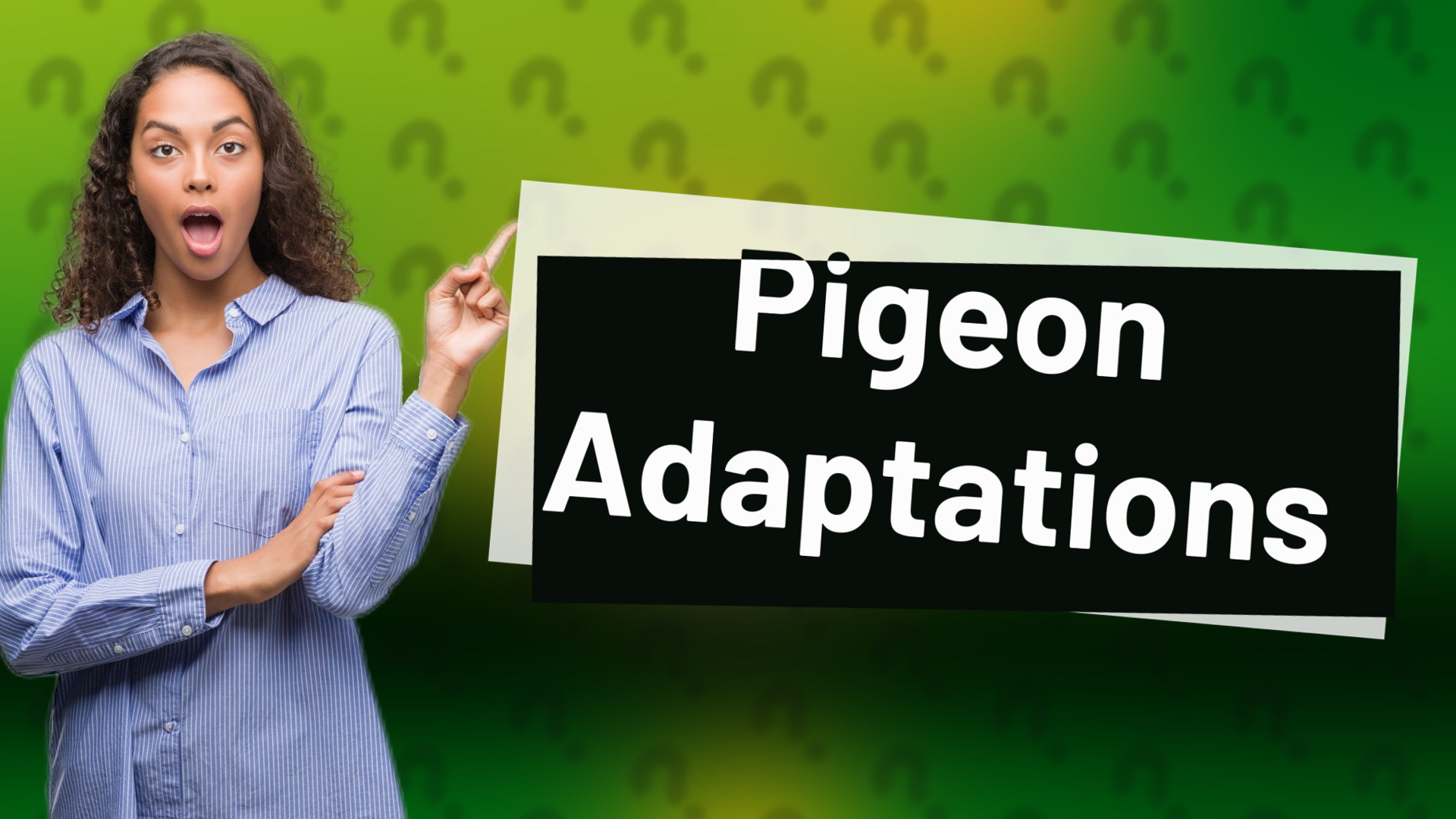 Pigeon Adaptations