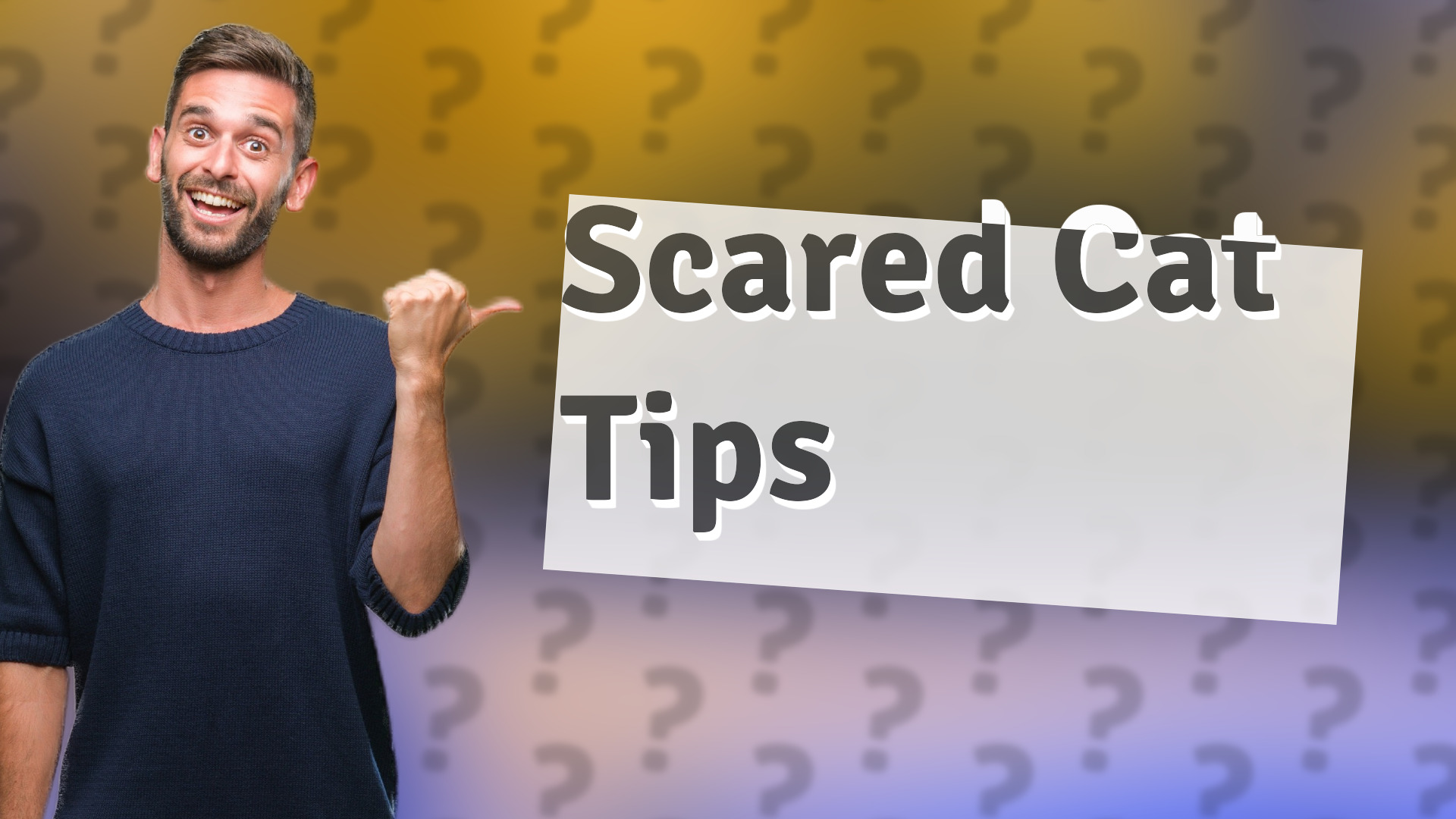 Scared Cat Tips