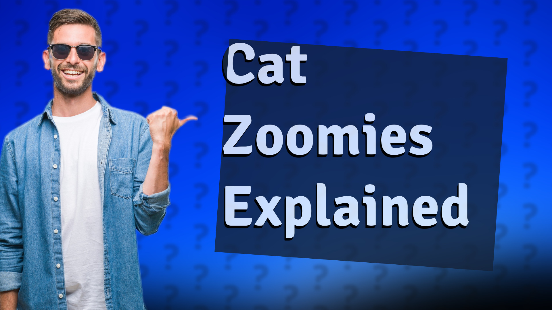 Cat Zoomies Explained