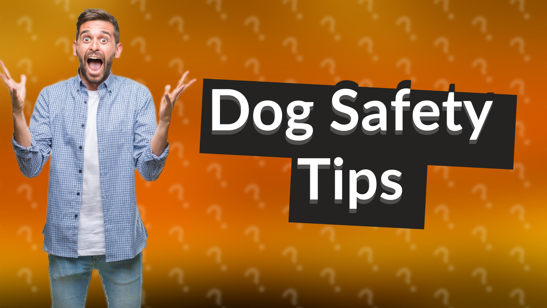 Dog Safety Tips