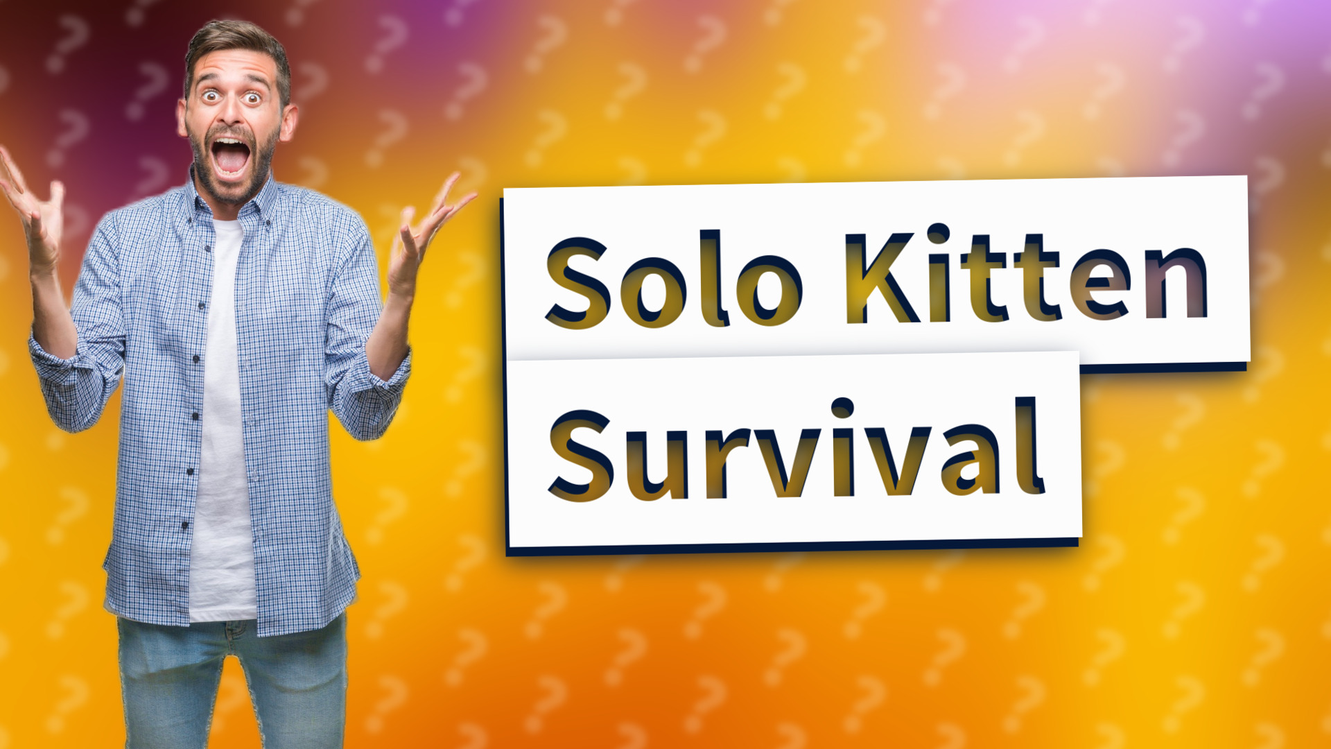 Solo Kitten Survival