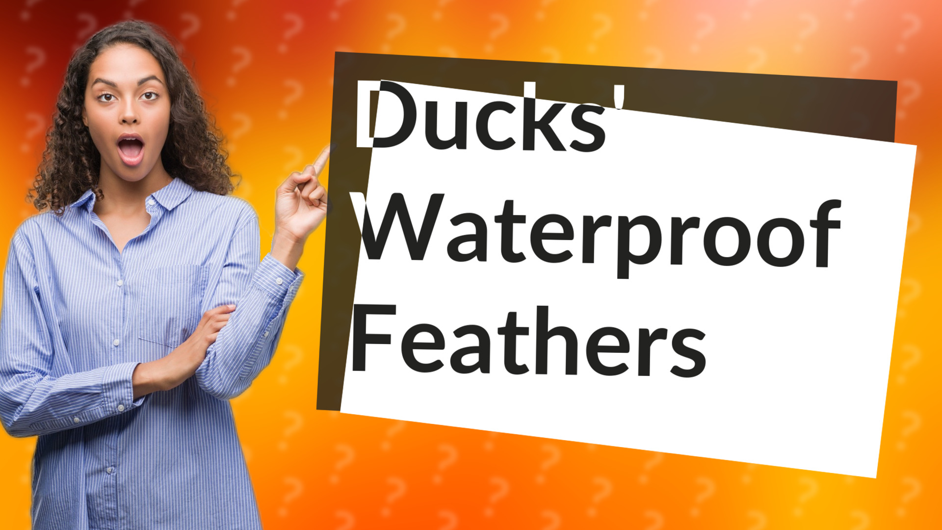 Ducks' Waterproof Feathers