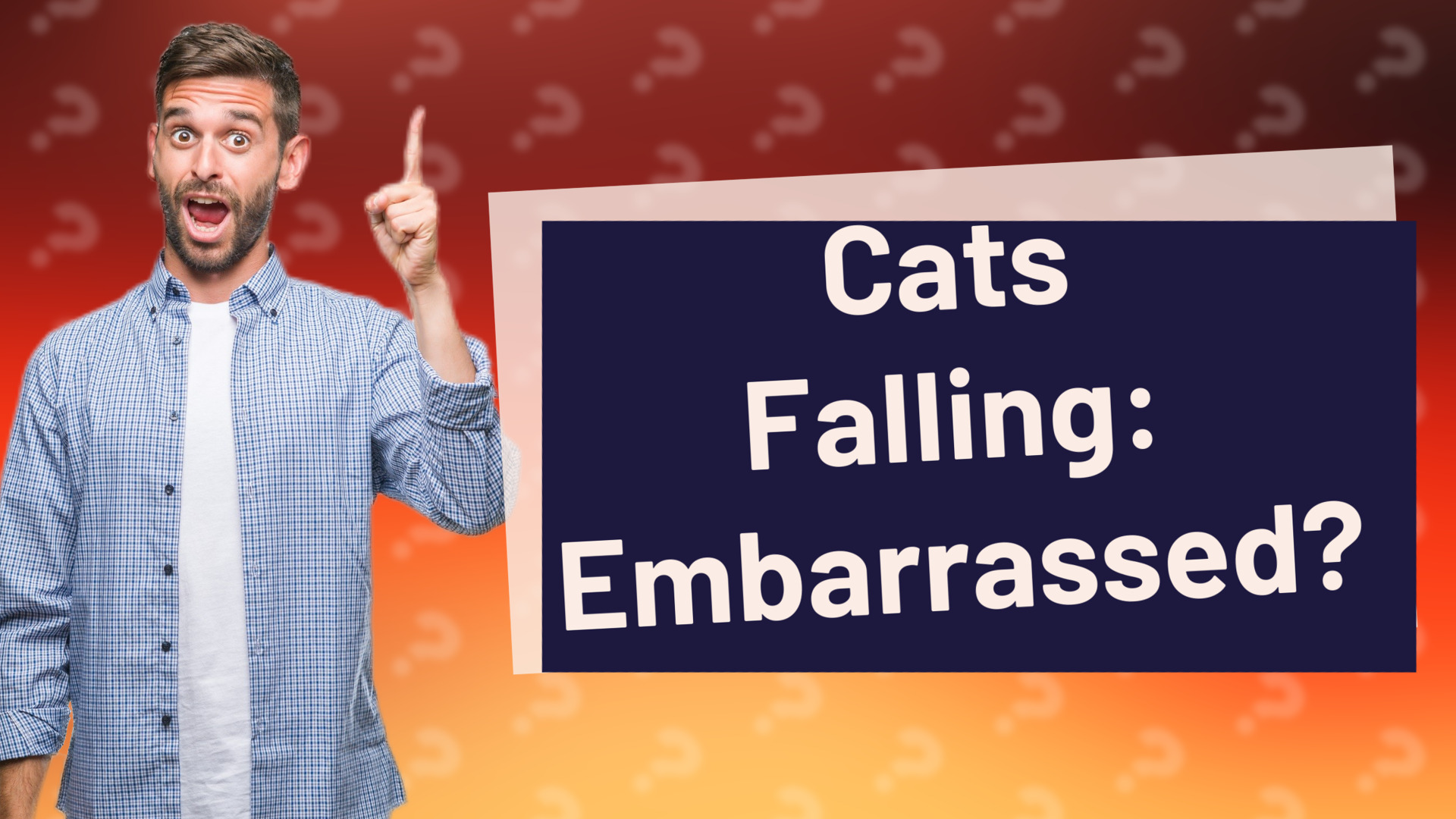 Cats Falling: Embarrassed?