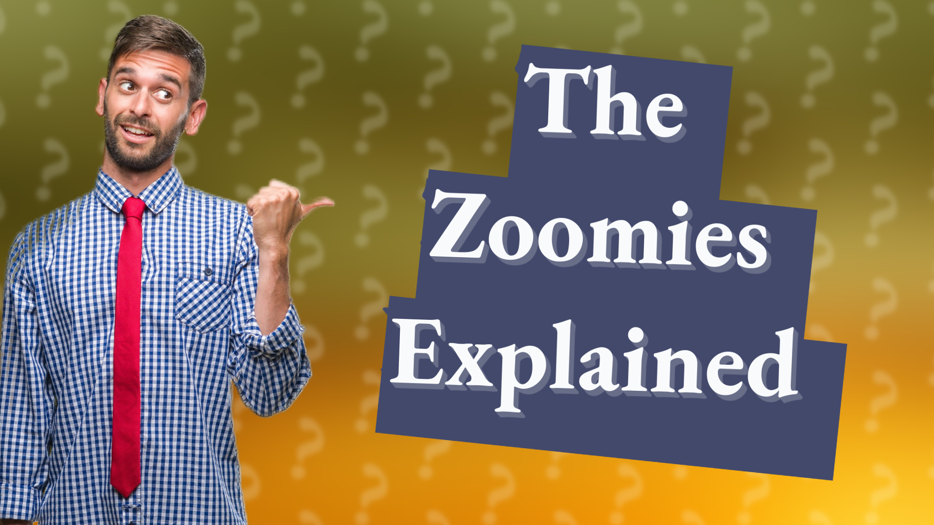 The Zoomies Explained