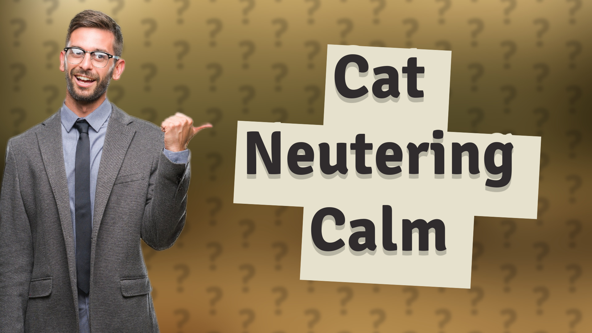 Cat Neutering Calm