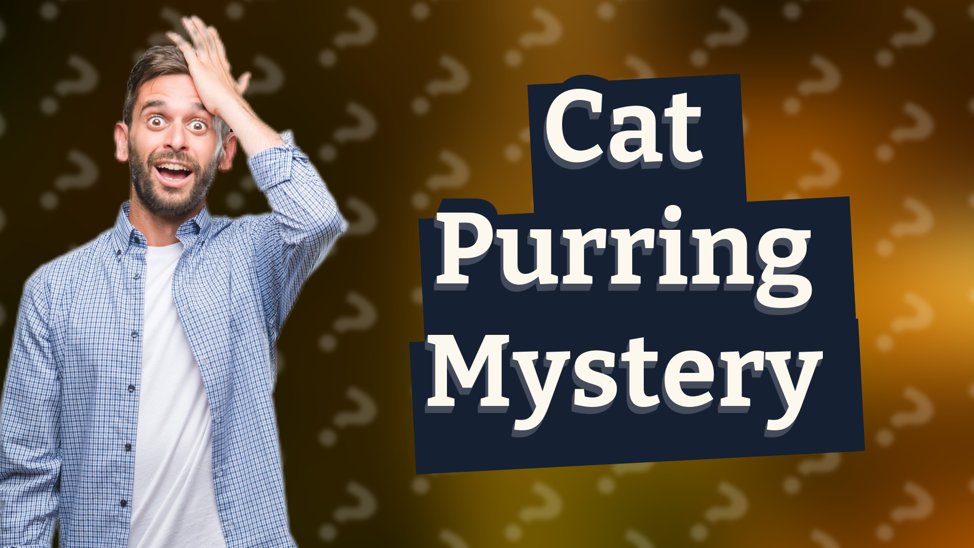 Cat Purring Mystery