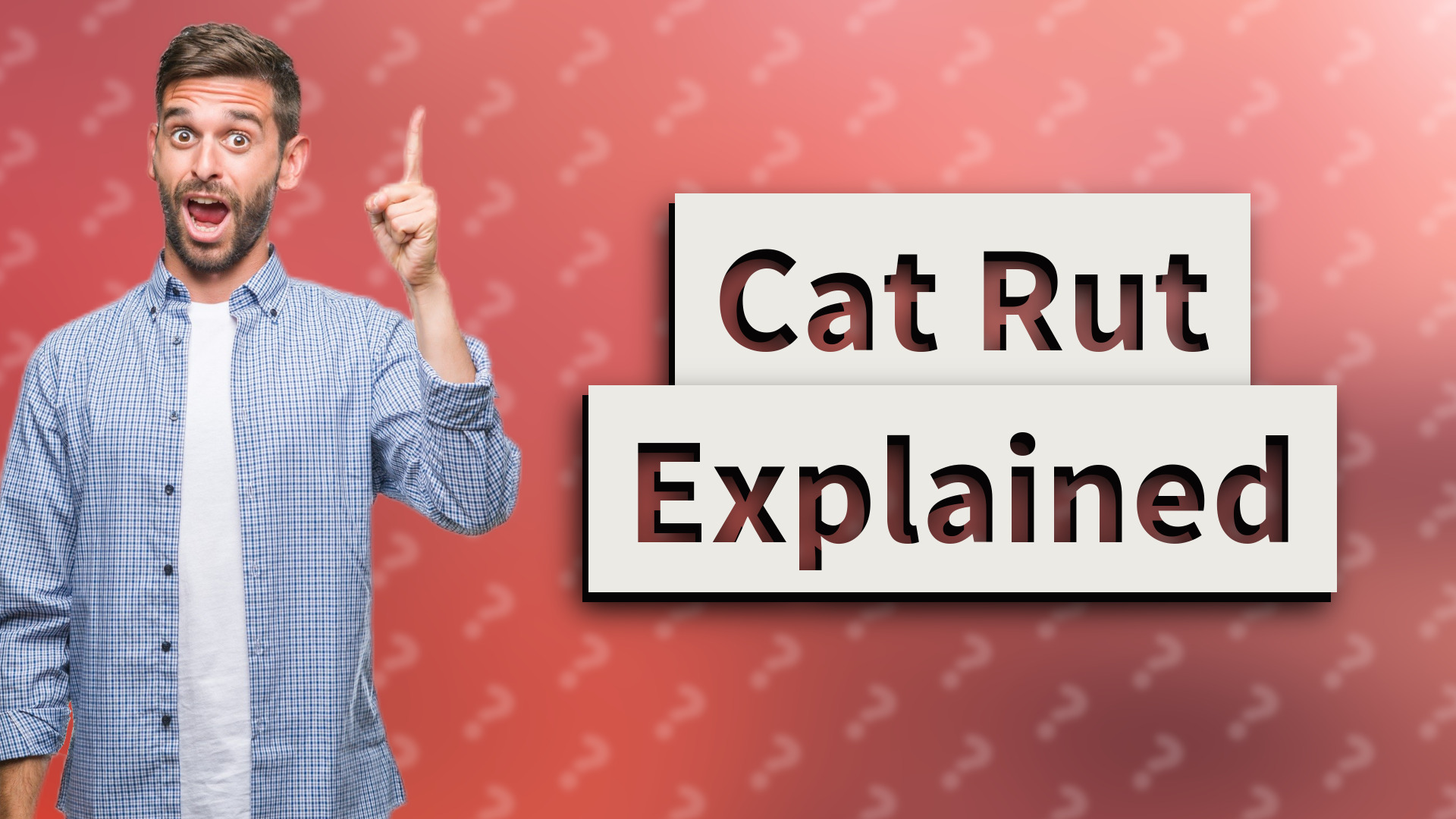 Cat Rut Explained