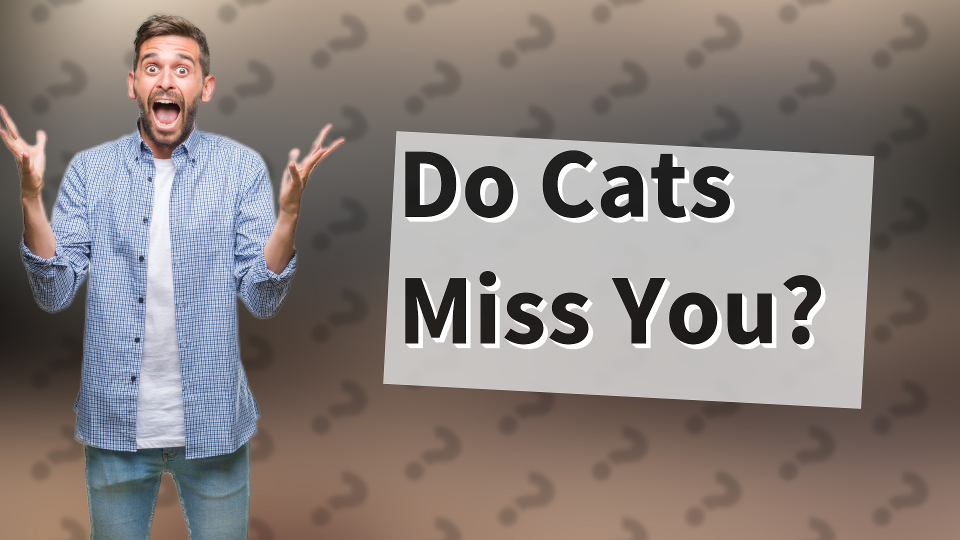 Do Cats Miss You?