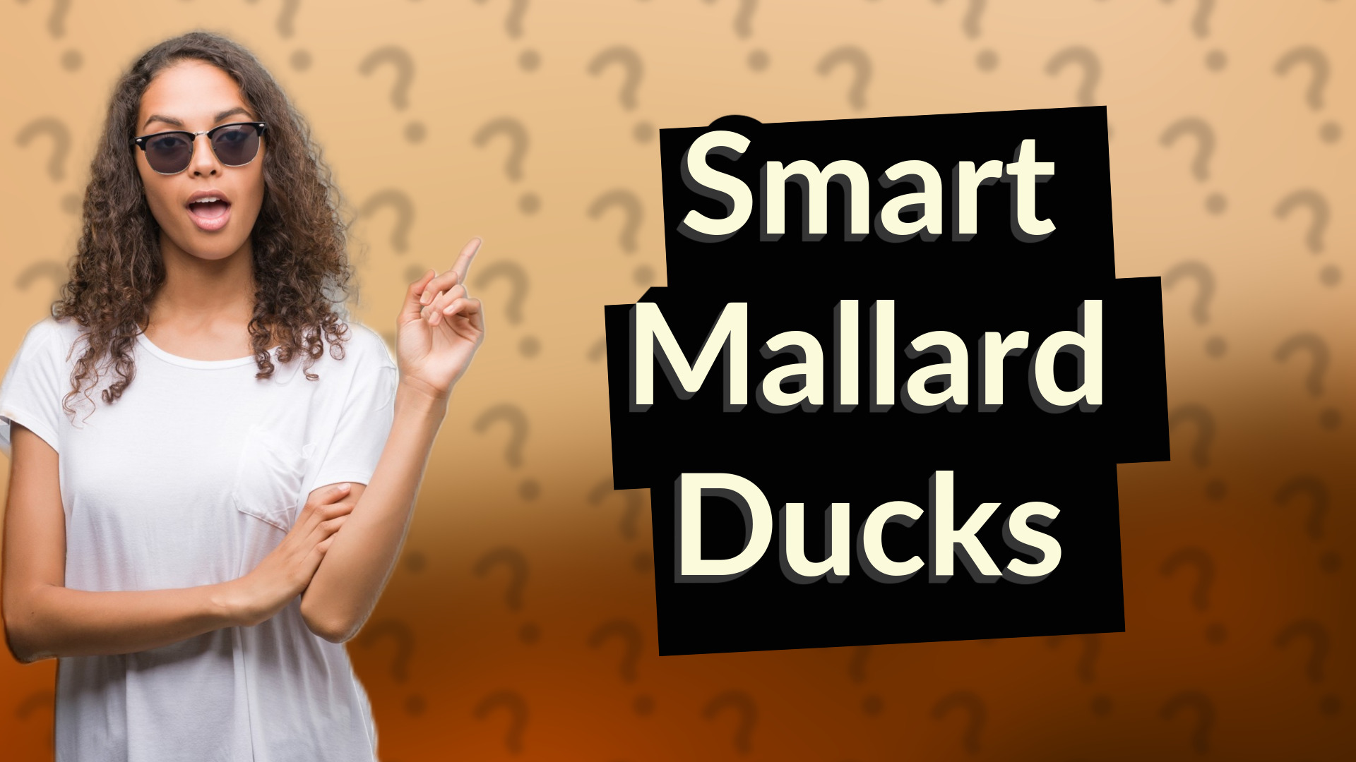 Smart Mallard Ducks