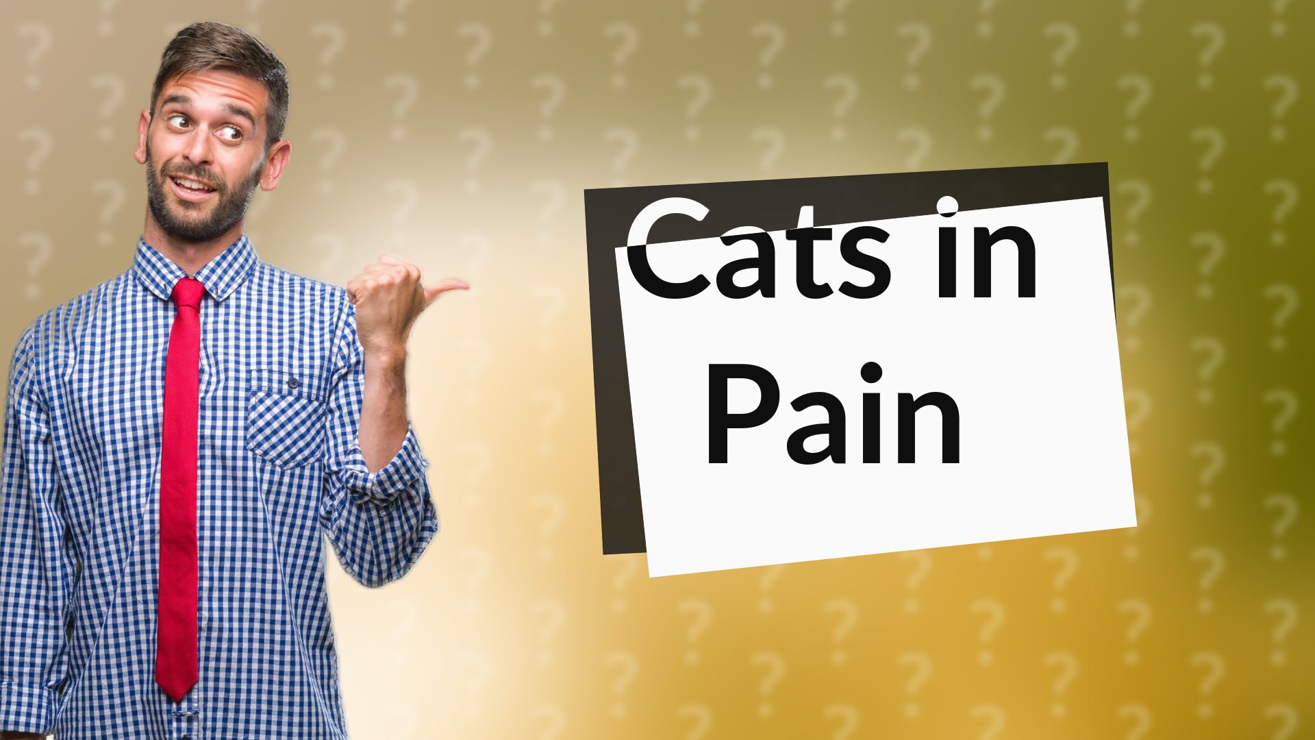 Cats in Pain
