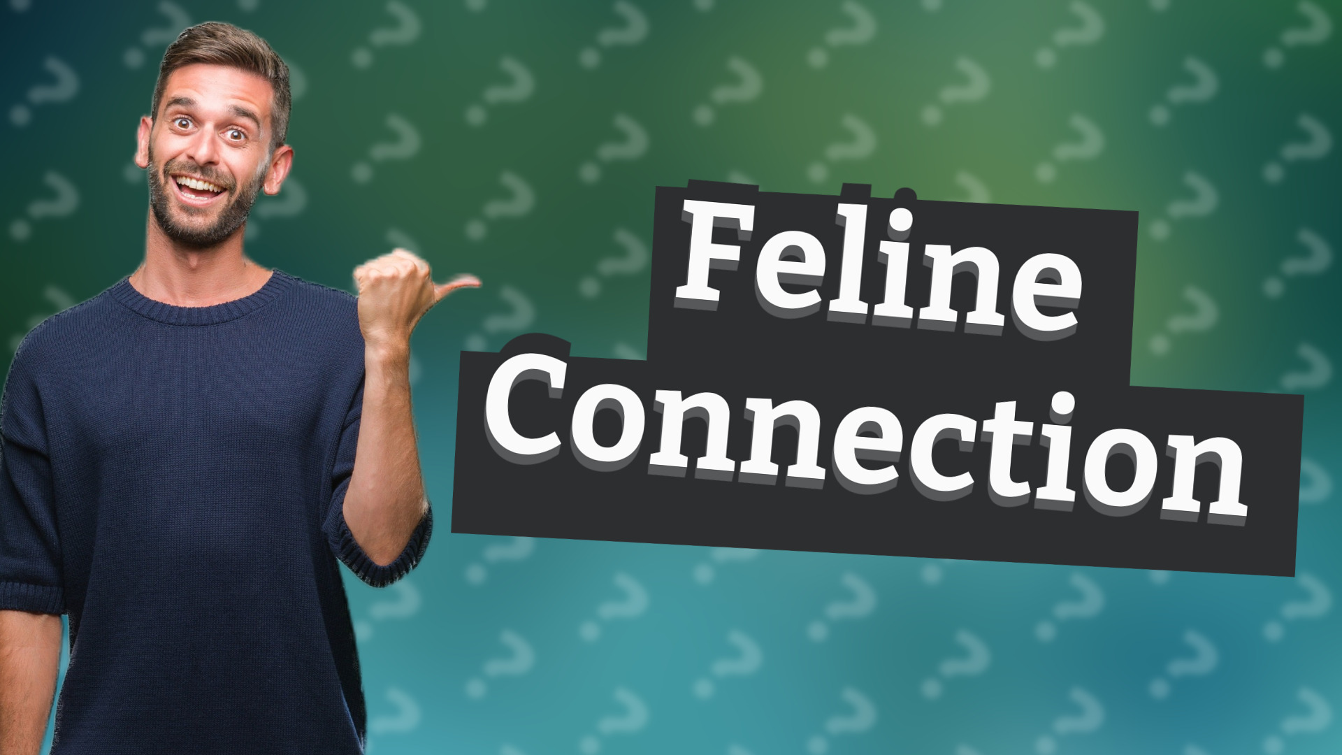 Feline Connection