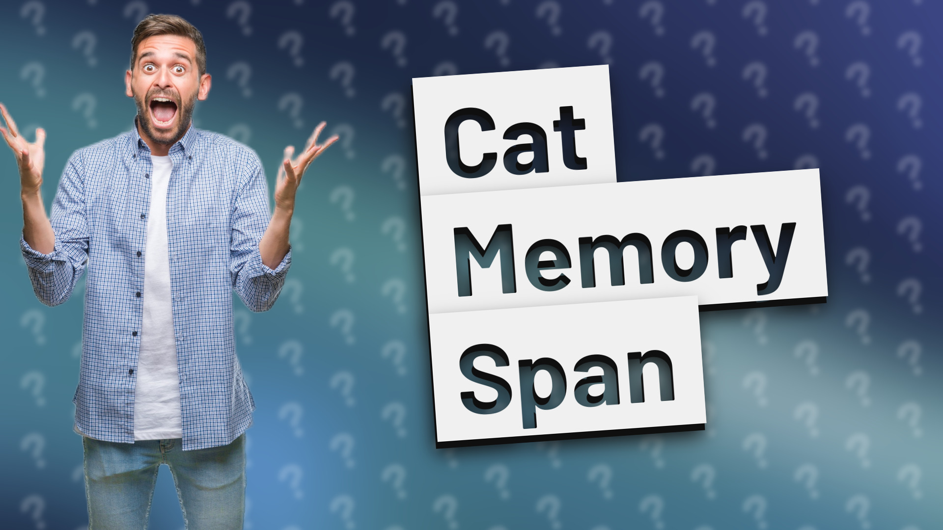 Cat Memory Span